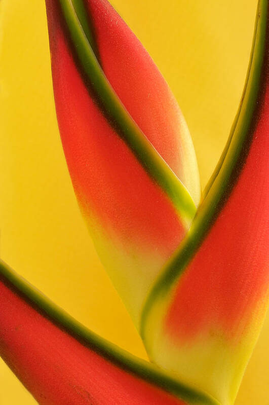 Flowers Art Print featuring the photograph Photograph of a Lobster Claws Heliconia #2 by Perla Copernik
