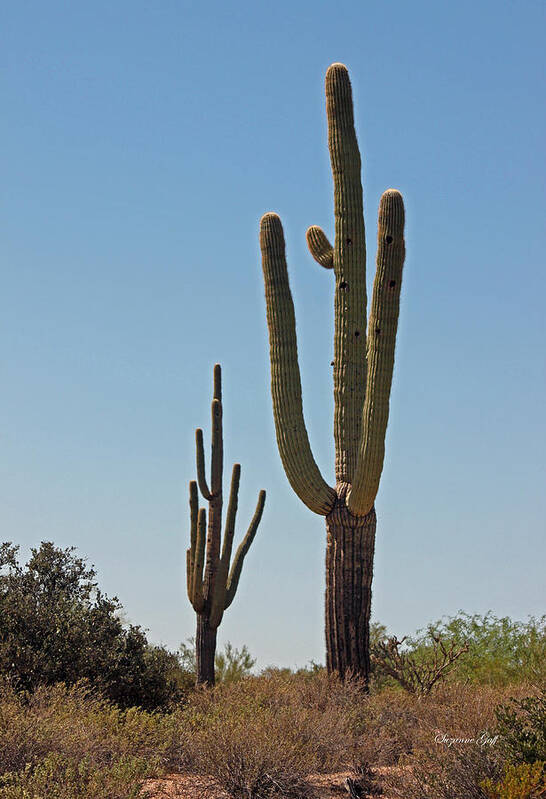 Saguaro Art Print featuring the photograph Saguaro Scenic II #1 by Suzanne Gaff