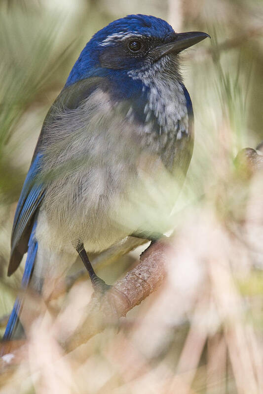 Light Art Print featuring the photograph Scrub Jay #1 by Robert Postma