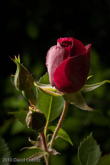 Flowers Tea Rose Peony My Yard 5-13-09 Art Print featuring the photograph Tea Rose #1 by David Coblitz