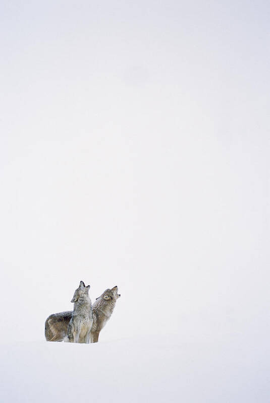 00174263 Art Print featuring the photograph Timber Wolf Pair Howling In Snow North #1 by Tim Fitzharris