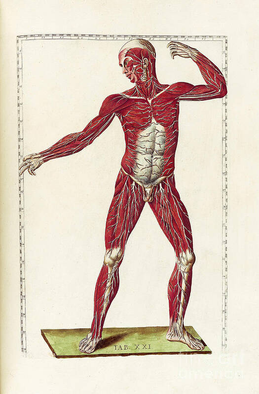 Bartholomeo Eustachi Art Print featuring the photograph Historical Anatomical Illustration #17 by Science Source