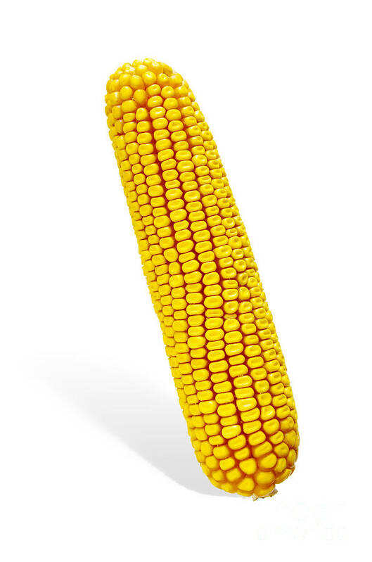 Agriculture Art Print featuring the photograph Corn Cob #2 by Carlos Caetano