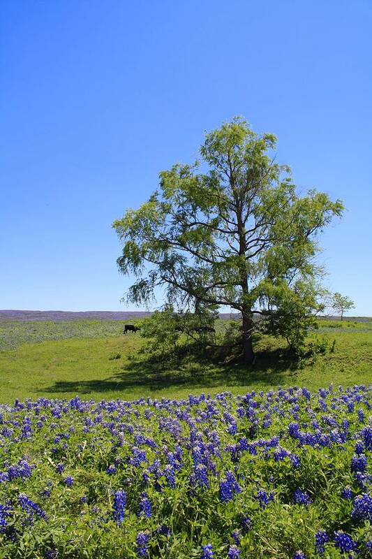 Pasture Art Print featuring the photograph Pastures of Blue #2 by Lynnette Johns