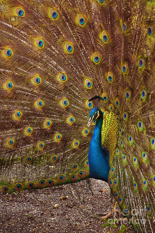 Animal Art Print featuring the photograph Peacock #2 by Carlos Caetano