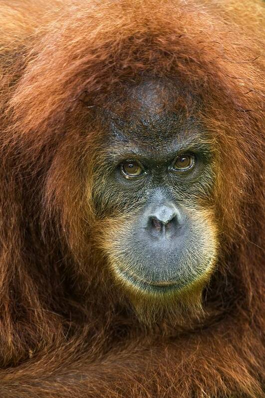 Pongo Abelii Art Print featuring the photograph Sumatran Orangutan #2 by Tony Camacho