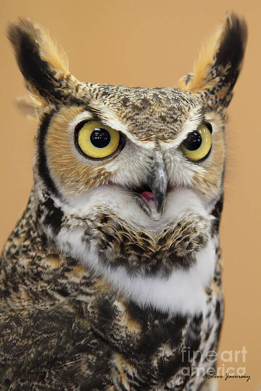 Great Horned Owl Art Print featuring the photograph Great Horned Owl #3 by Steve Javorsky