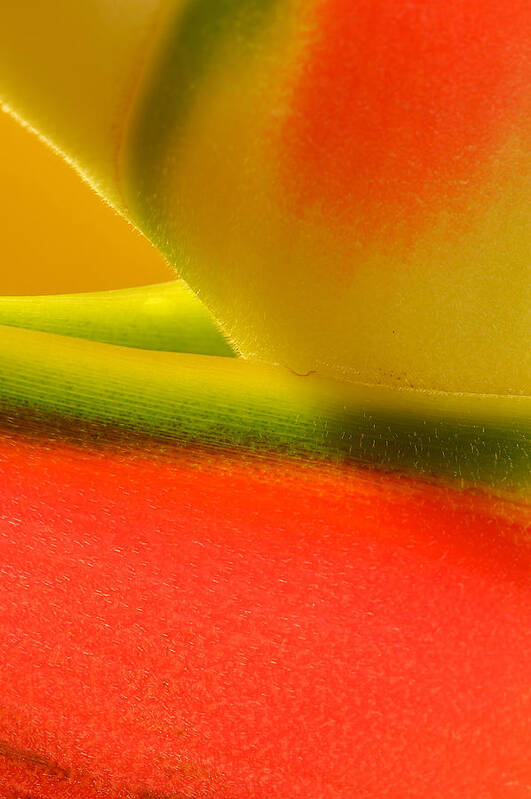 Flowers Art Print featuring the photograph Photograph of a Lobster Claws Heliconia #4 by Perla Copernik