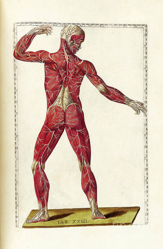 Bartholomeo Eustachi Art Print featuring the photograph Historical Anatomical Illustration #4 by Science Source