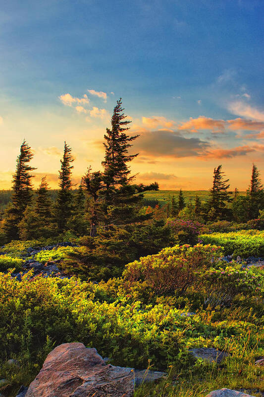 Dolly Sods Art Print featuring the photograph Dolly Sods Wilderness #8 by Mary Almond