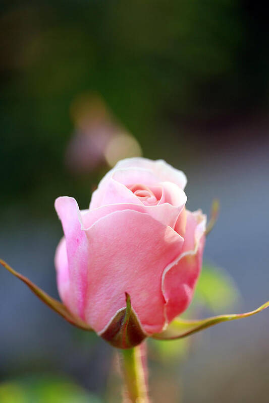 Rose Art Print featuring the photograph A Simple Gesture by Marie Jamieson