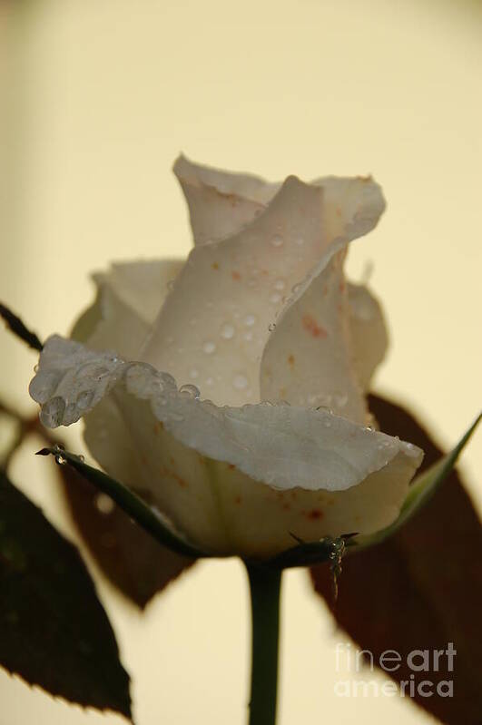 Rose Art Print featuring the photograph A Single White Rose by Randy J Heath