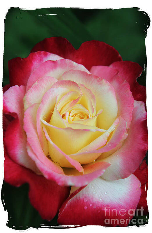 Roses Art Print featuring the photograph A Special Rose by Lori Mellen-Pagliaro