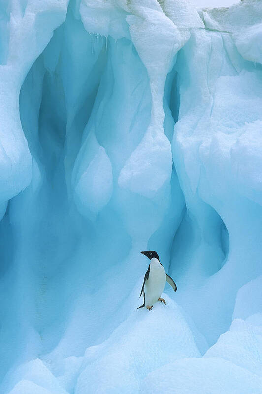 00260284 Art Print featuring the photograph Adelie Penguin on Iceberg by Colin Monteath