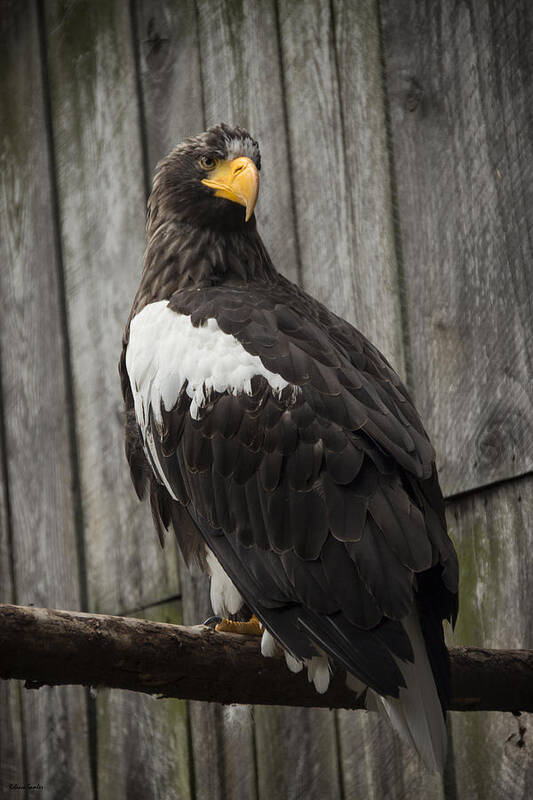 Eagle Art Print featuring the photograph African Eagle by Rebecca Samler