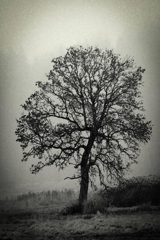 Black And White Art Print featuring the photograph Age Old Tree by Steve McKinzie