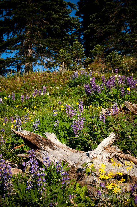 Broadleaf Lupine Art Print featuring the photograph Alpine Wildflower Meadow by Karen Lee Ensley