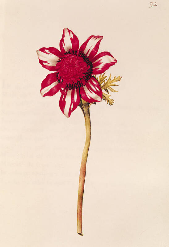 L'anemone; Flower; Botany Art Print featuring the painting Anemone by Nicolas Robert