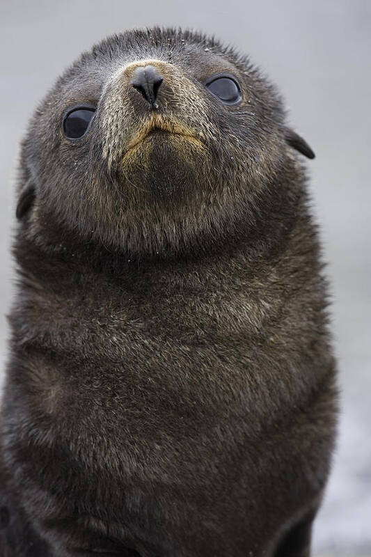 00461780 Art Print featuring the photograph Antarctic Fur Seal Pup on South Georgia Isl by Suzi Eszterhas