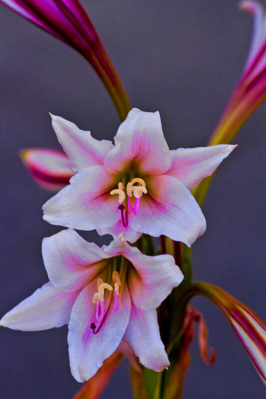 Asiatic Art Print featuring the photograph Asiatic Lily by Bill Barber