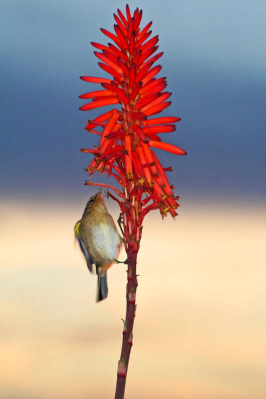 Bird Art Print featuring the photograph Atlantic Canary by Ralf Kaiser