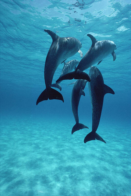 00087121 Art Print featuring the photograph Atlantic Spotted Dolphins Bahamas by Flip Nicklin