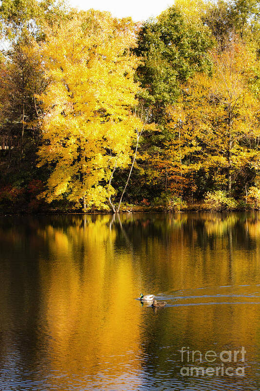 Autumn Art Print featuring the photograph Autumn Pond by Leslie Leda