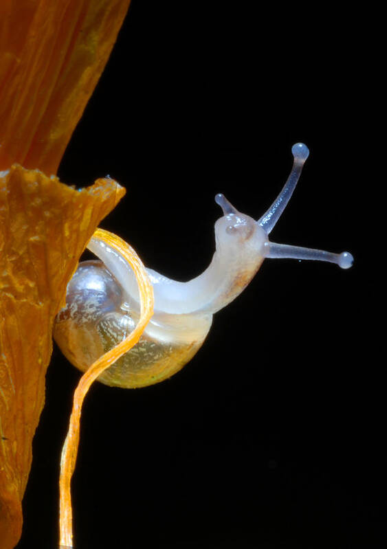 Snail Art Print featuring the photograph Baby Snail Climbing by Dung Ma