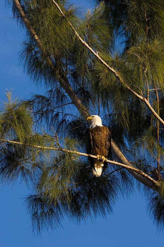 Bald Eagle Art Print featuring the photograph Bald Eagle by Ed Gleichman