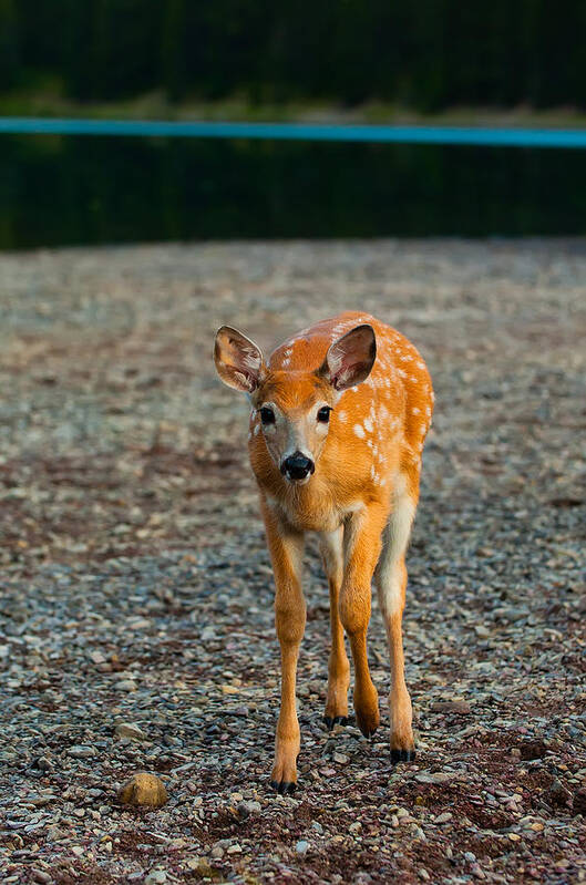 Animal Art Print featuring the photograph Bambi by Sebastian Musial