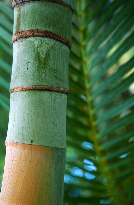 Bamboo Art Print featuring the photograph Bamboo And Fern by Kathy Yates
