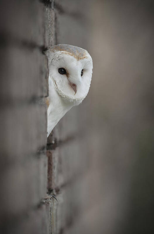 Barn Owl Art Print featuring the photograph Barn Owl by Andy Astbury