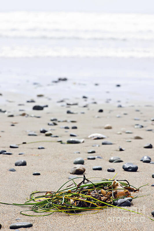 Pacific Art Print featuring the photograph Beach detail on Pacific ocean coast of Canada by Elena Elisseeva