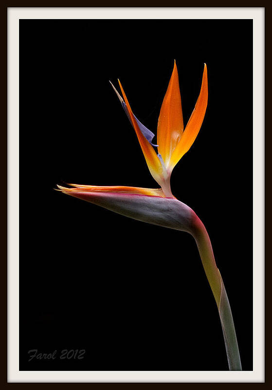 Flower Art Print featuring the photograph Bird of Paradise by Farol Tomson