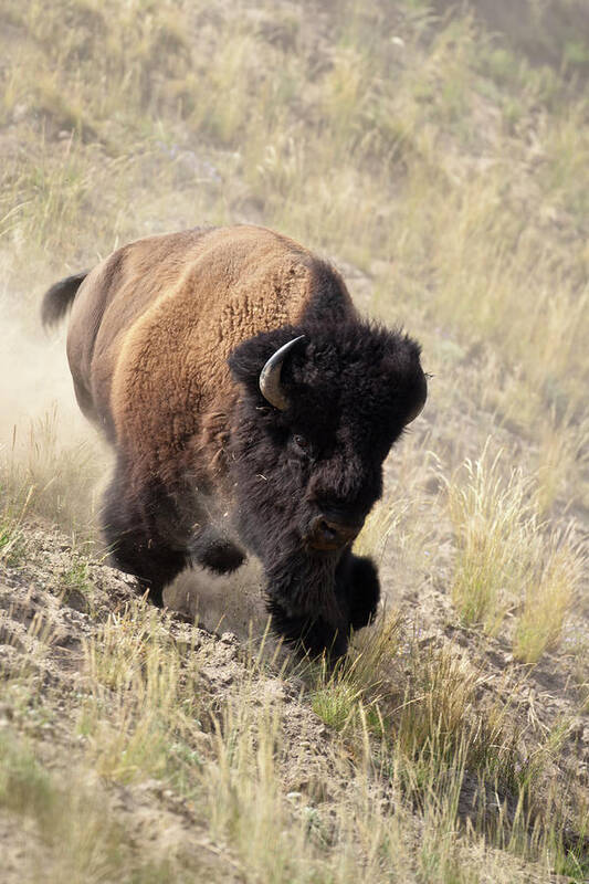 Bison American Bufffalo Bull Yellowstone Art Print featuring the photograph Bison bull by D Robert Franz