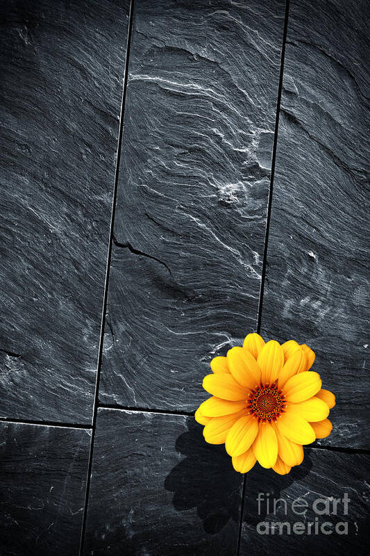 Abstract Art Print featuring the photograph Black Schist Flower by Carlos Caetano