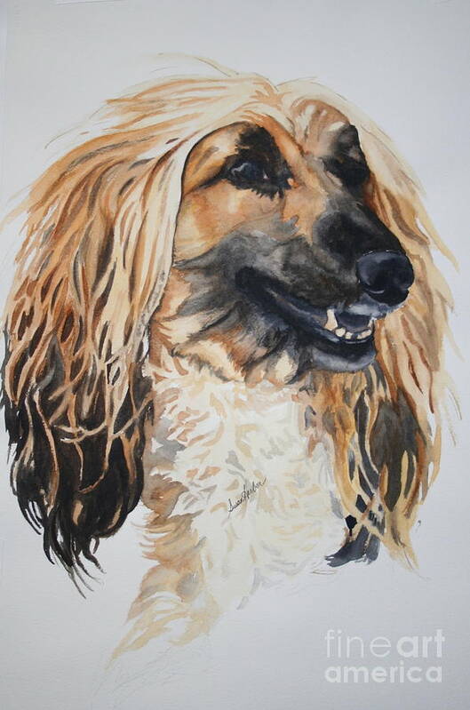 Afghan Hound Art Print featuring the painting Blonde by Susan Herber
