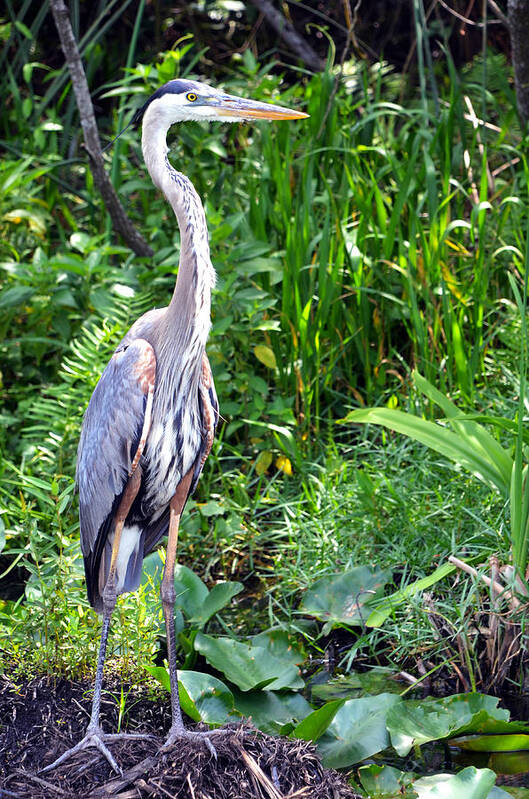 Blue Heron Art Print featuring the photograph Blue Heron at the Everglades by Pravine Chester