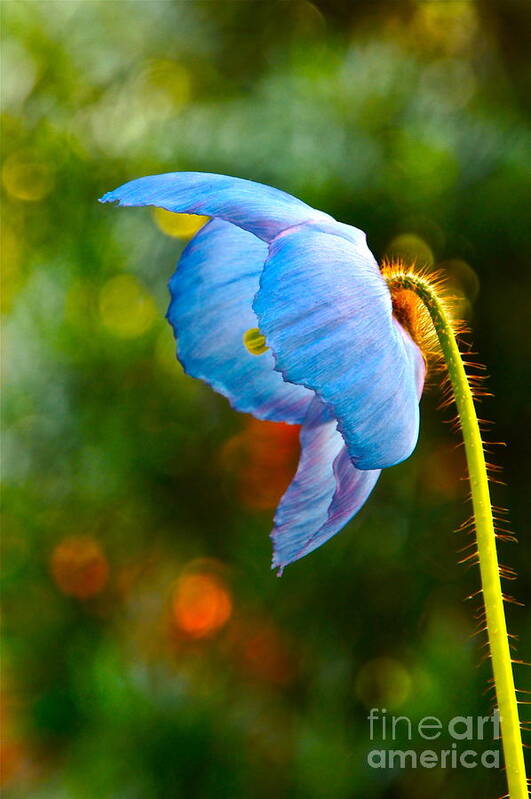 Himalayan Art Print featuring the photograph Blue Poppy Dreams by Byron Varvarigos