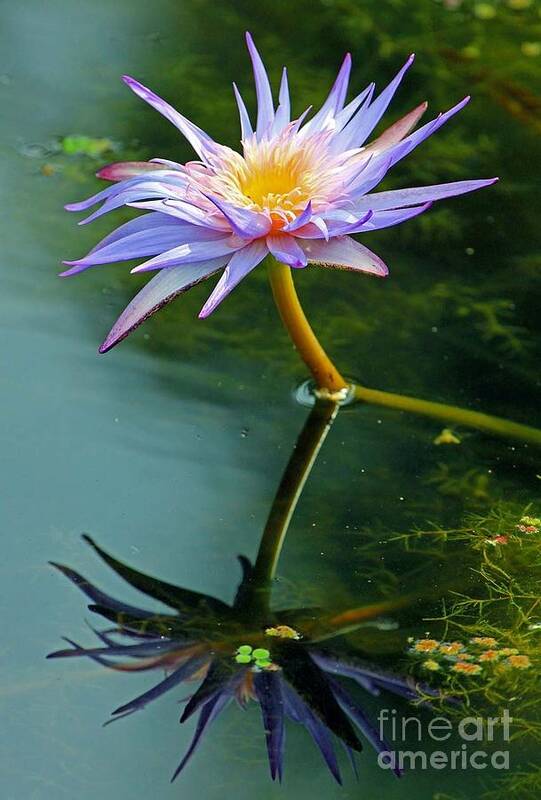 Lily Art Print featuring the photograph Blue Stargazer Lily by Larry Nieland