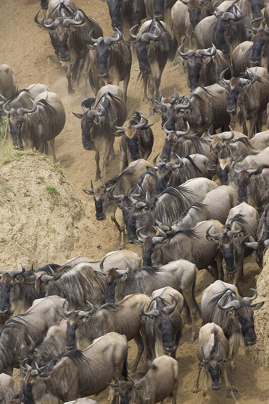 00761253 Art Print featuring the photograph Blue Wildebeest Herd Migrating by Suzi Eszterhas