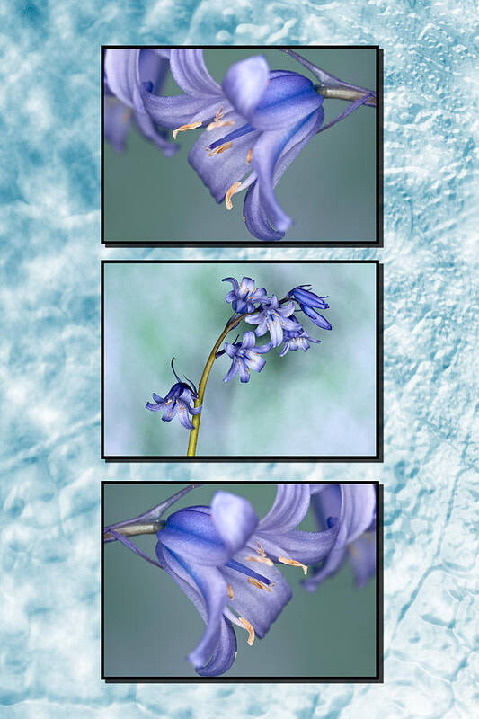 Bluebells Triptych Art Print featuring the photograph Bluebell Triptych by Steve Purnell