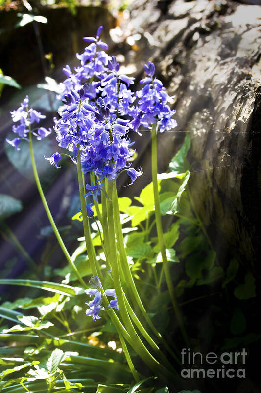 Wild Flowers Art Print featuring the photograph Bluebells in the woods by Simon Bratt