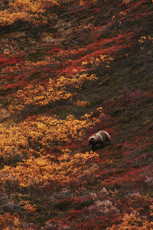 Wildlife Art Print featuring the photograph Brown Bear Denali National Park by Benjamin Dahl