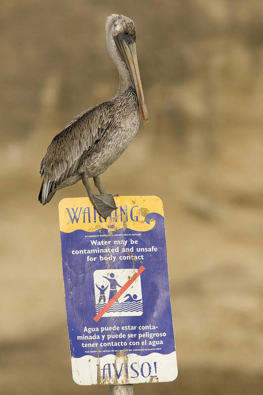 00429766 Art Print featuring the photograph Brown Pelican On Contaminated Water by Sebastian Kennerknecht