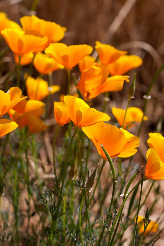 Poppies Art Print featuring the photograph California Golden Poppies by Dina Calvarese