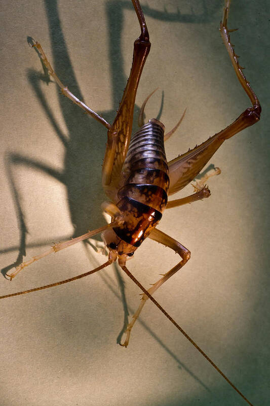 Orthopteran Art Print featuring the photograph Cave Cricket in Shadow 2 by Douglas Barnett