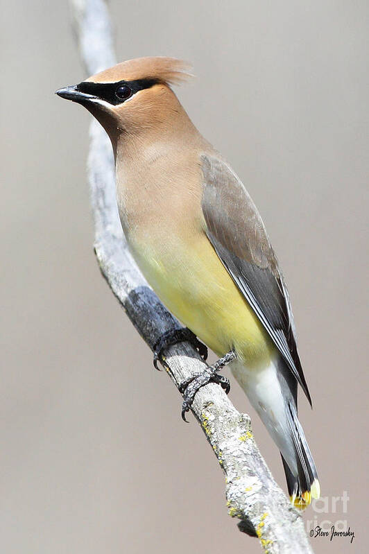 Cedar Waxwing Art Print featuring the photograph Cedar Waxwing by Steve Javorsky