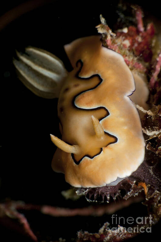 Malaysia Art Print featuring the photograph Chromodoris Coi Sea Slug Nudibranch by Mathieu Meur