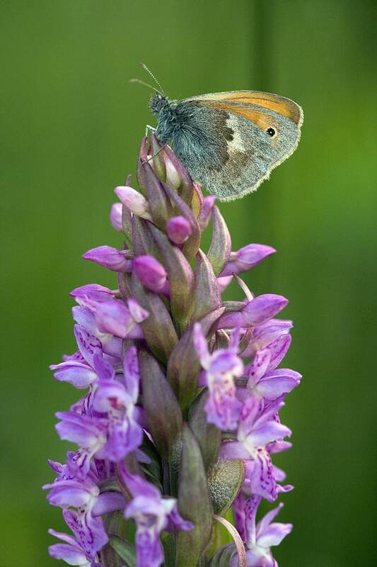 Early-marsh Orchid Art Print featuring the photograph Coenonympha Pamphilus by Bob Gibbons